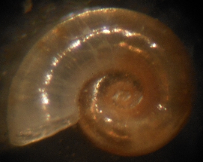 Omalogyridae?